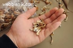 Купете гуми с гъба Psilo Psilocybin Mushroom Gummies онлайн,
